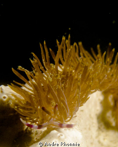 nudi..... by Andre Rhonnie 